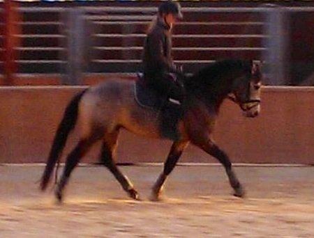 DSP Jægersborgs Mr. Darcy billede 10