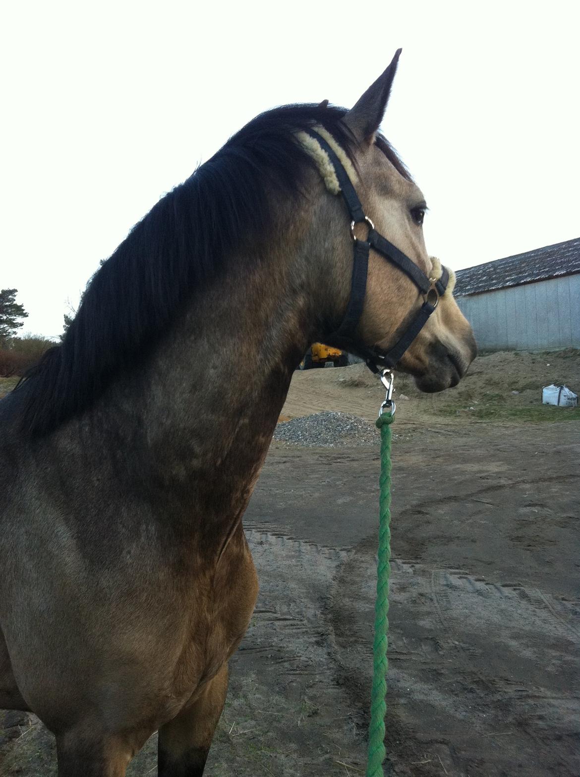 DSP Jægersborgs Mr. Darcy billede 11