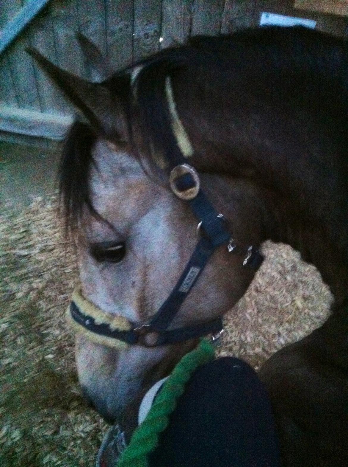 DSP Jægersborgs Mr. Darcy billede 12