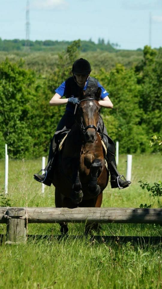 New Forest Holmens Kazai - Første gang på tærren banen! han var så god! :-* billede 2