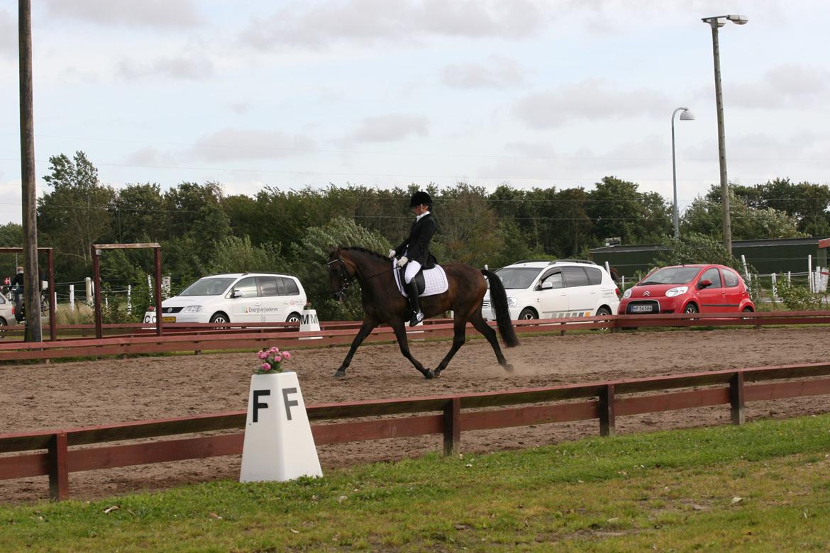 New Forest Holmens Kazai billede 18