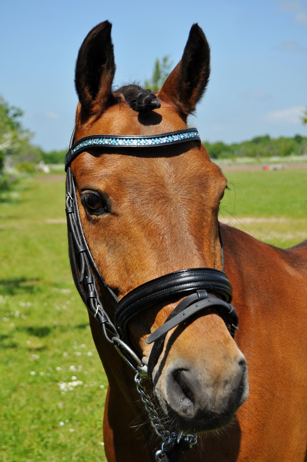 New Forest Max - Smukkeste ♥ billede 2