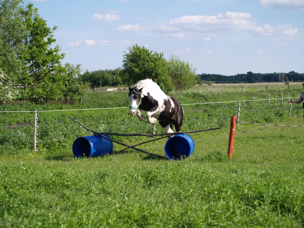 Irish Cob Crossbreed Gucci - tidl. Siff - Om jeg kan springe? Jada. Mindst lige så godt som den lille araberfis, der tror han skal blære sig! billede 8