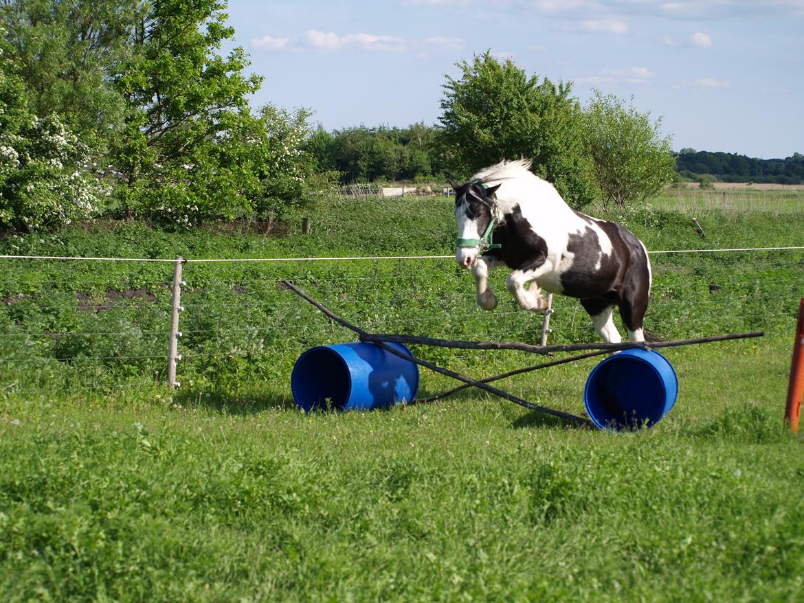 Irish Cob Crossbreed Gucci - tidl. Siff - En gang til! Han skal f.... ikke tro, han er noget! (Og så er det jo sjovt det her... ) billede 9