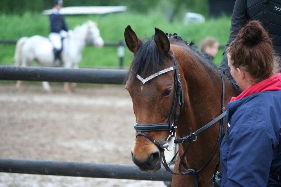 Welsh Cob (sec D) Ciska*prinsessen* [Red] billede 1