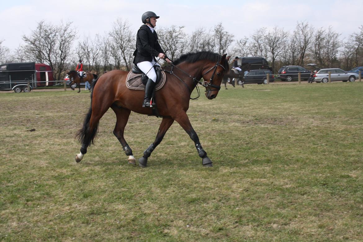 Dansk Varmblod Dragonens Lucky Match billede 7