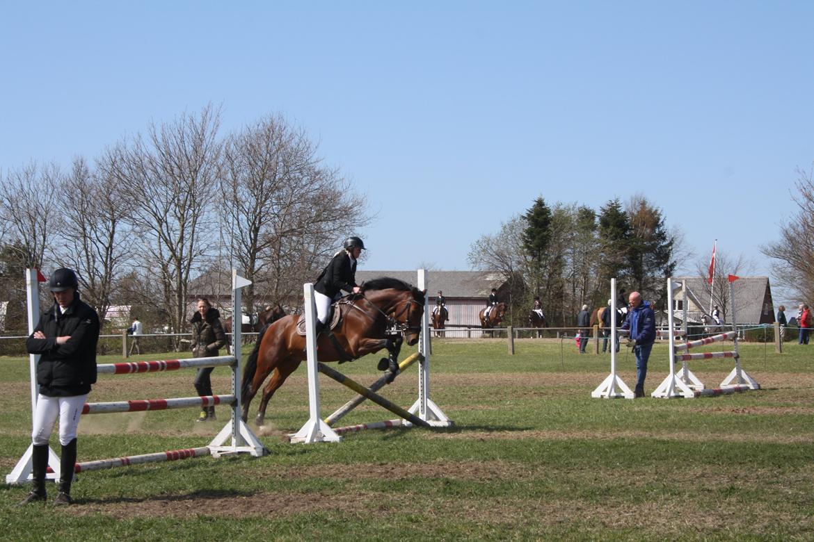 Dansk Varmblod Dragonens Lucky Match billede 10