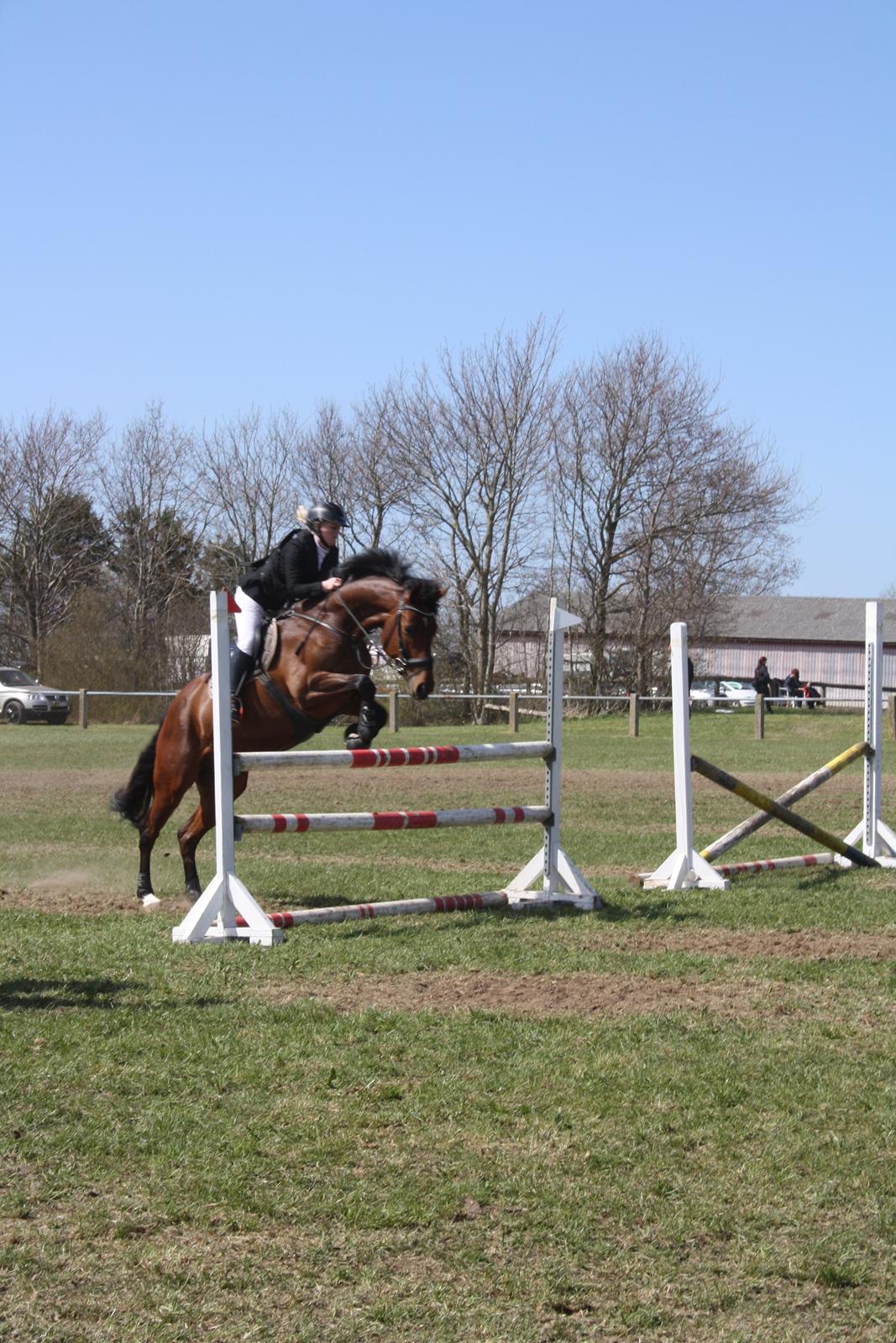 Dansk Varmblod Dragonens Lucky Match billede 11