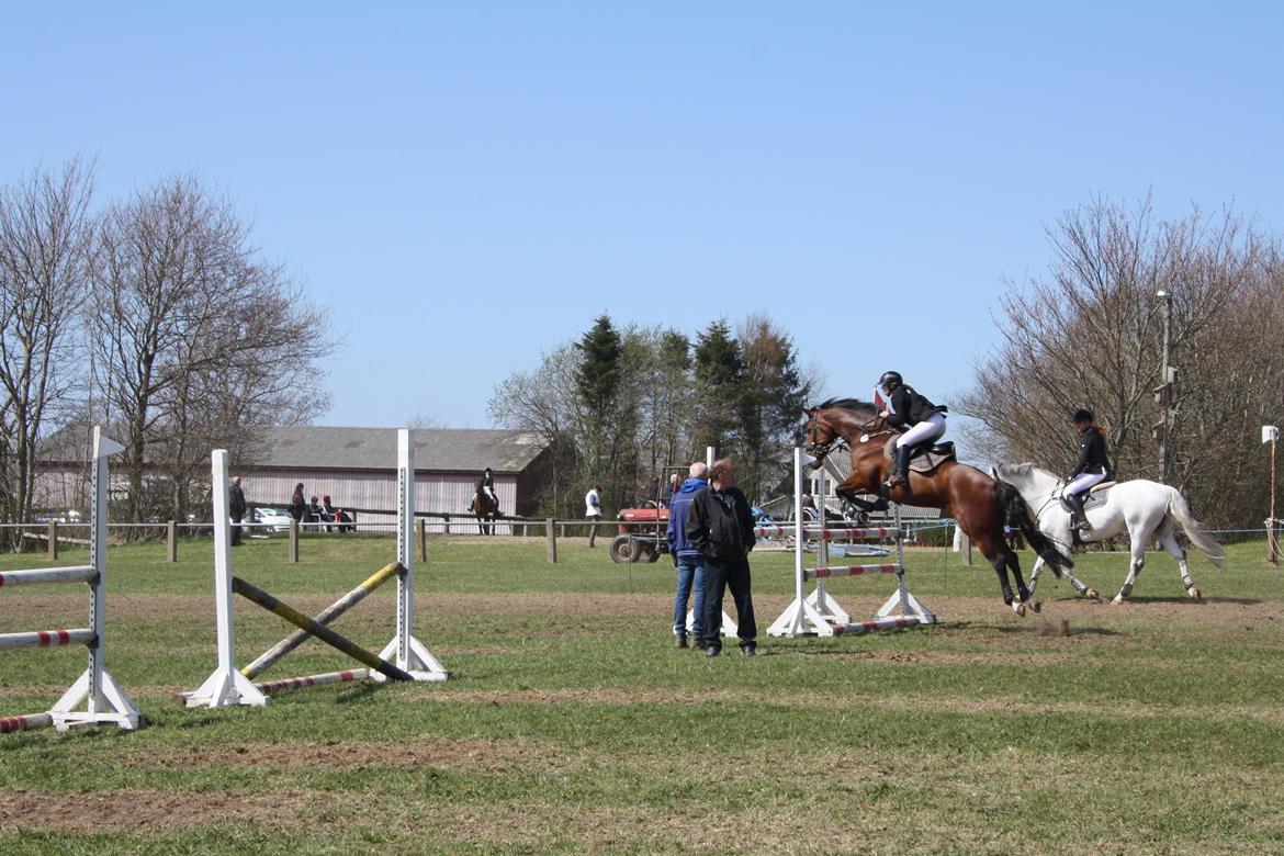 Dansk Varmblod Dragonens Lucky Match billede 12