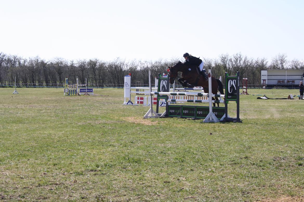 Dansk Varmblod Dragonens Lucky Match billede 13