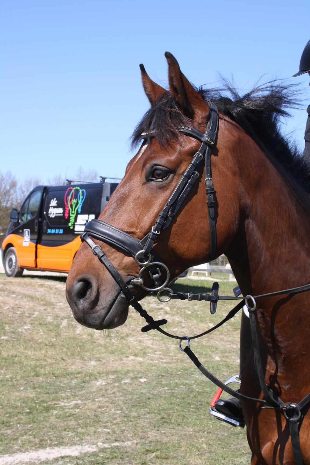 Dansk Varmblod Dragonens Lucky Match billede 15