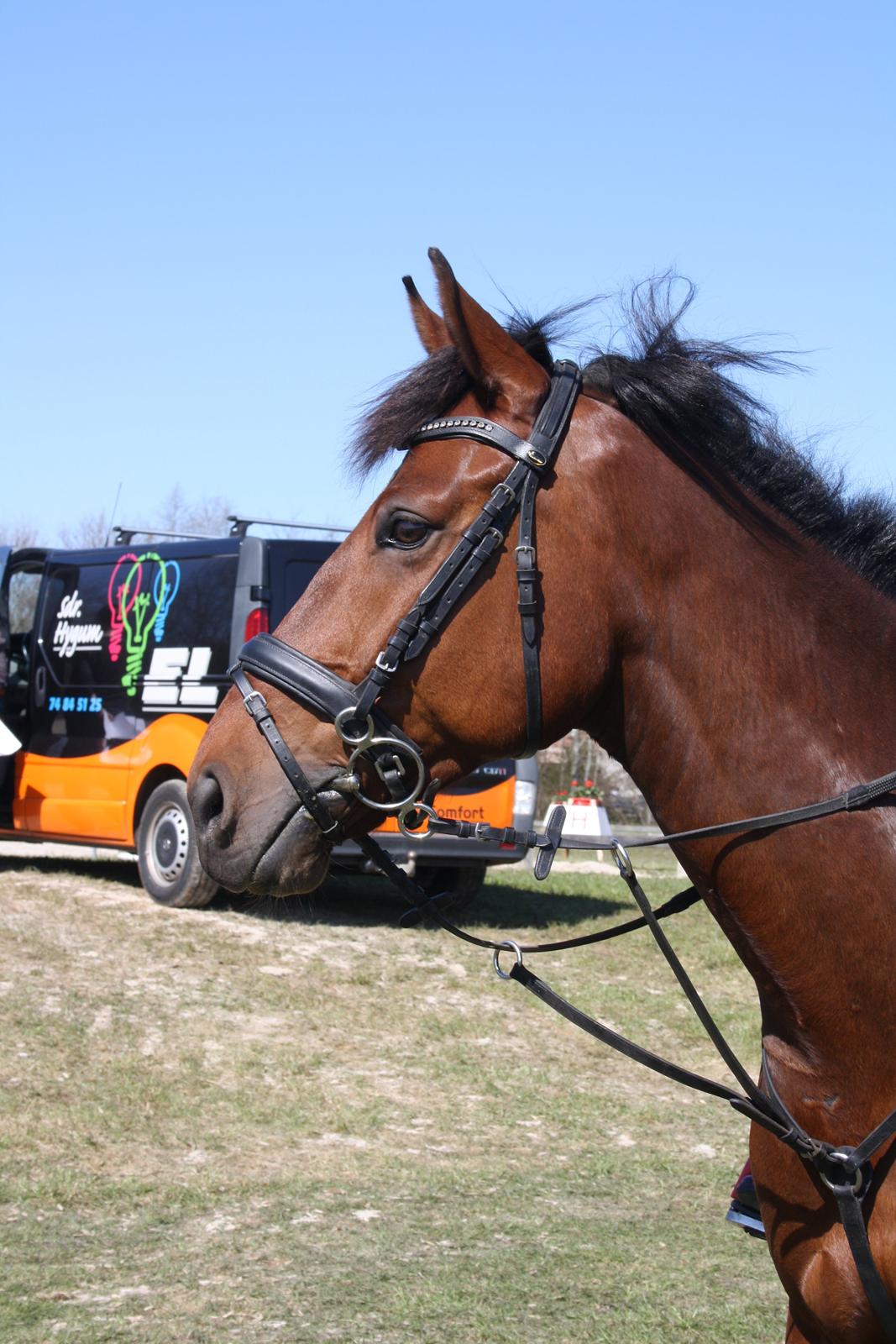 Dansk Varmblod Dragonens Lucky Match billede 16