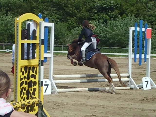 Welsh Mountain (sec A) WATERLAND'S POCAHONTAS billede 16