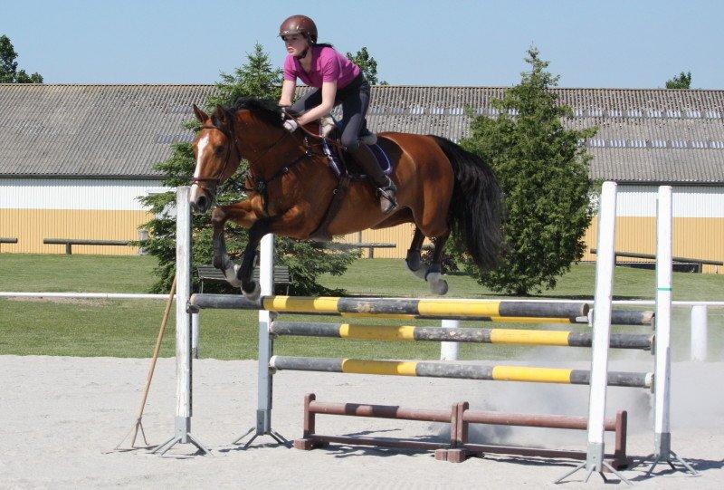 Dansk Varmblod Mulan *Lille Pigen* - 07-06-13 - 110cm billede 7