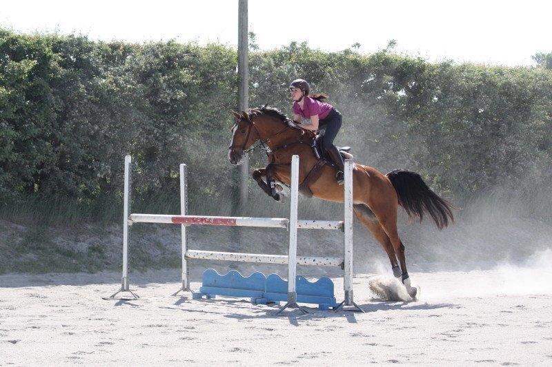 Dansk Varmblod Mulan *Lille Pigen* - 07-06-13 - 110cm billede 5