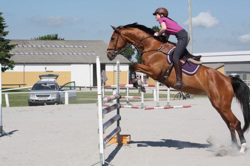 Dansk Varmblod Mulan *Lille Pigen* - 07-06-13 - 115cm uden bøljer billede 8