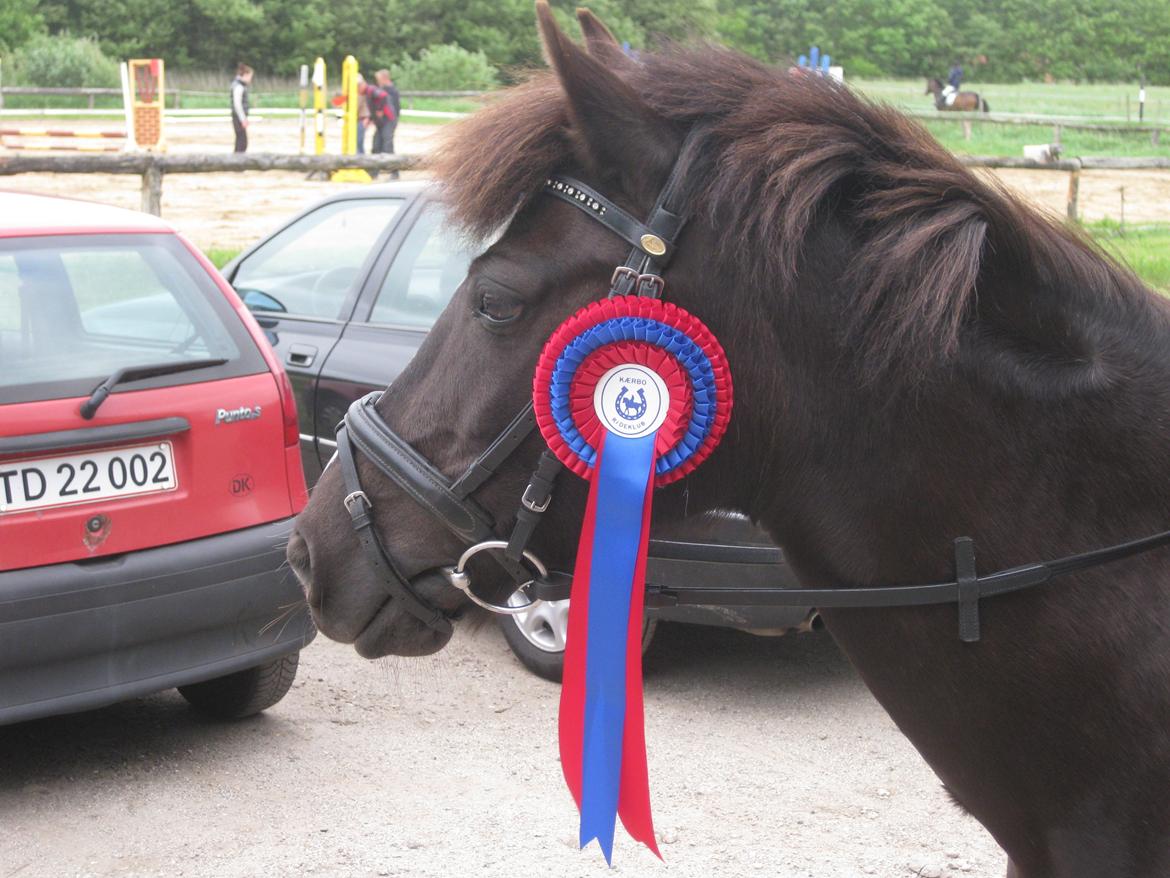 DSP Debbie - Min elskede og dygtige pony! billede 19