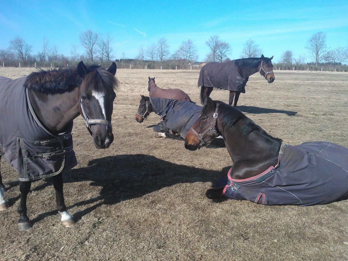 DSP Debbie - Hygge på folden ;-) billede 15