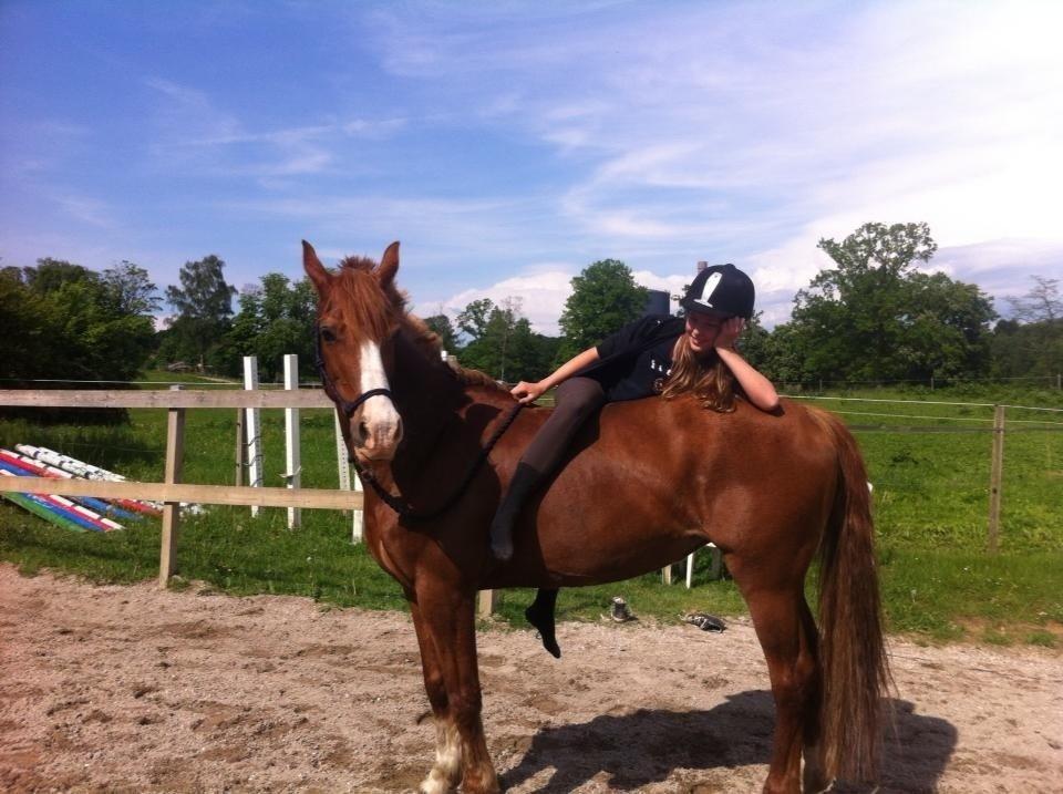 Welsh Cob (sec D) Okali D'alloue * Drømme ponyen* - Du er alt! billede 13