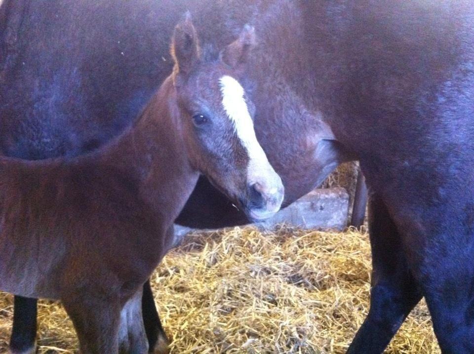 Fuldblod (XX) Mr. Pinkerton <3 Sov godt min dreng :'( billede 1