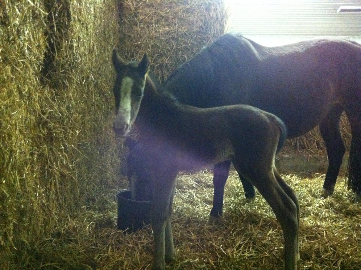 Fuldblod (XX) Mr. Pinkerton <3 Sov godt min dreng :'( billede 2