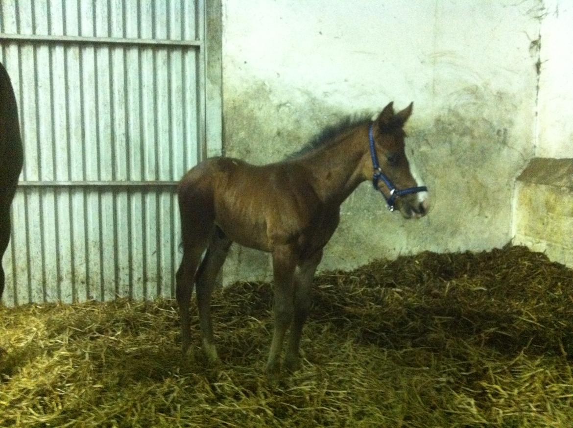 Fuldblod (XX) Mr. Pinkerton <3 Sov godt min dreng :'( - Min grime er lidt stor :) billede 3