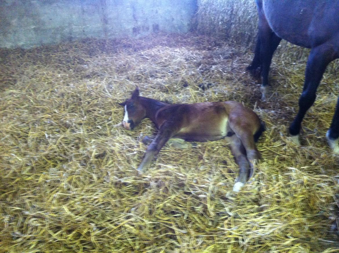 Fuldblod (XX) Mr. Pinkerton <3 Sov godt min dreng :'( - Det er hårdt at være lille.. billede 4