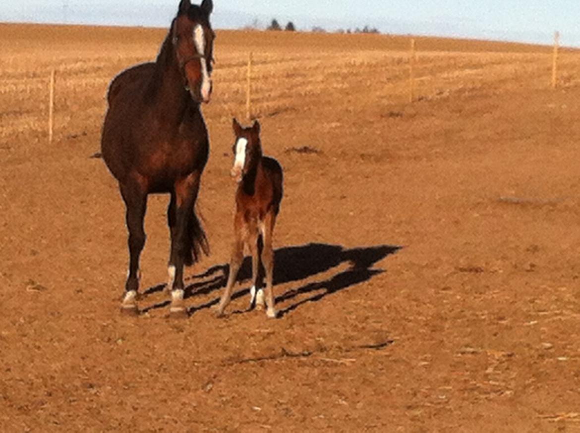 Fuldblod (XX) Mr. Pinkerton <3 Sov godt min dreng :'( billede 5