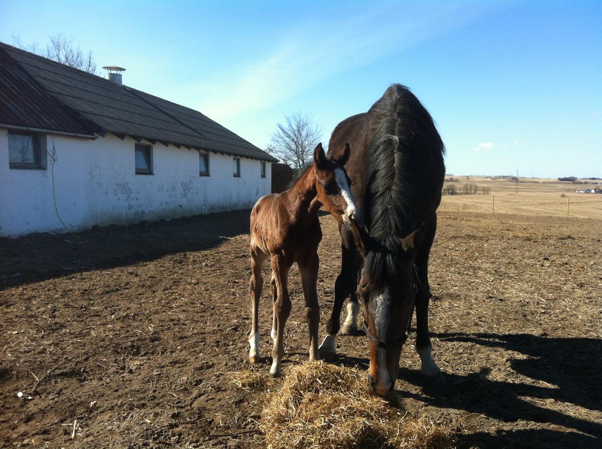 Fuldblod (XX) Mr. Pinkerton <3 Sov godt min dreng :'( billede 6