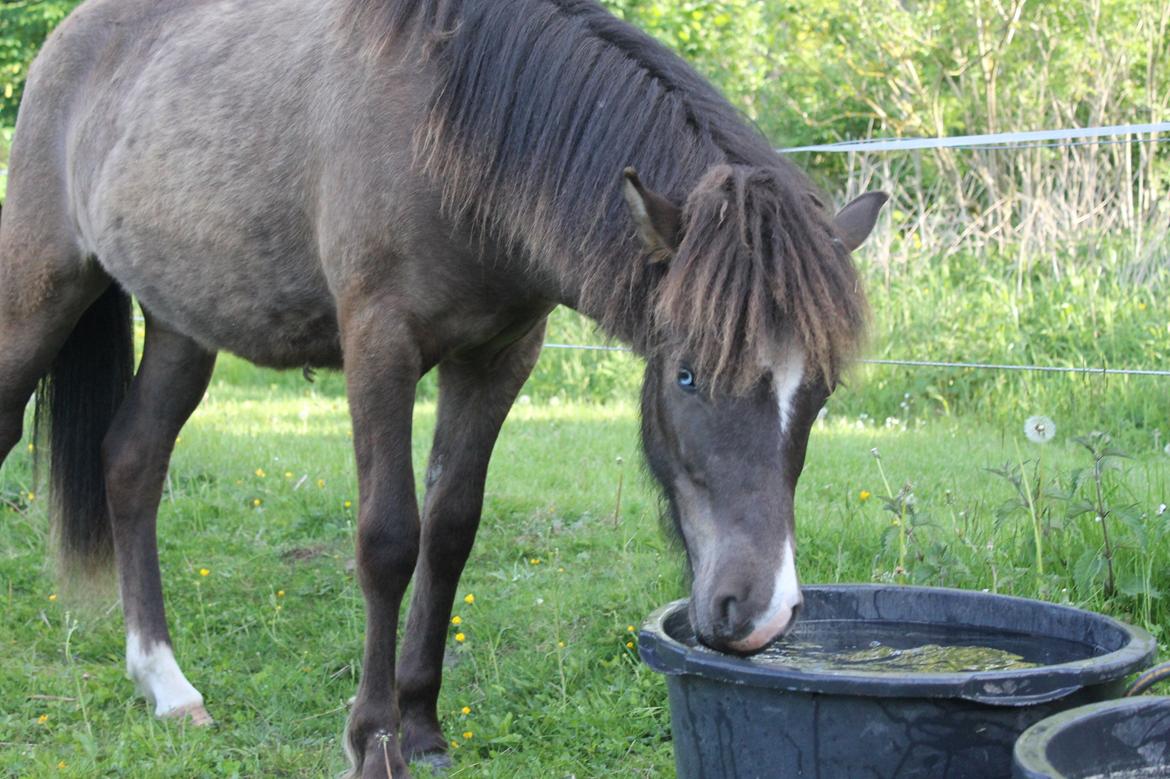 Islænder Villirós fra Vang billede 6
