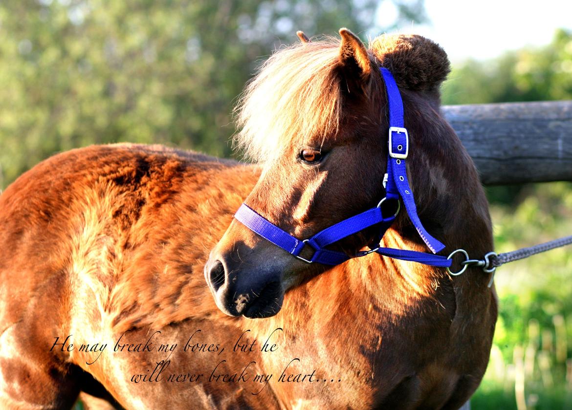 Shetlænder Team Memories Markus <3 billede 1