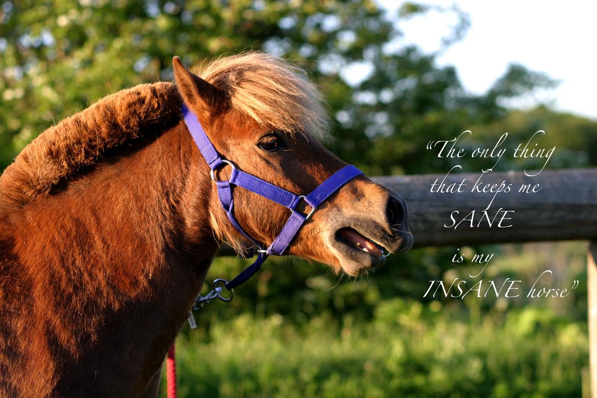 Shetlænder Team Memories Markus <3 billede 3