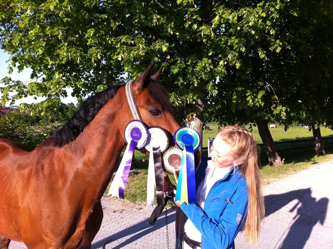 Welsh Pony (sec B) Victoria Madly <3 (A pony) - min dreng efter vores første stævne! han var SÅ god!! <3 billede 21