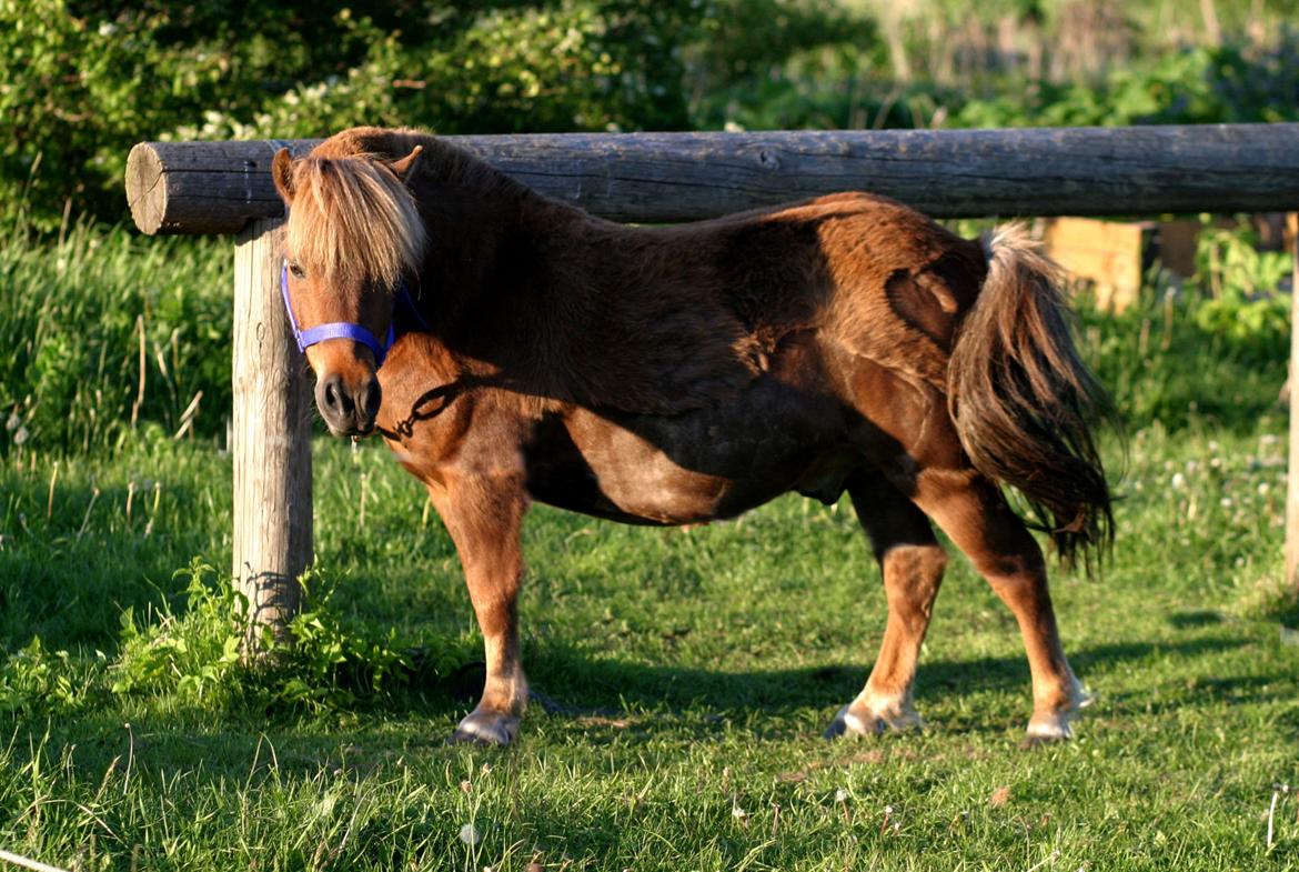 Shetlænder Team Memories Markus <3 - Mors lille hingstemand <3 billede 5