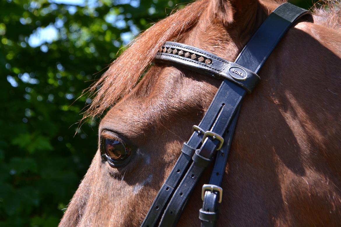 Traver Elegant Stendal.  Elefanten! - Ærligheden ligger i dine øjne, der kan jeg se om du er glad eller trist<3 
Min dreng!<3 

Andreassen Photo billede 19