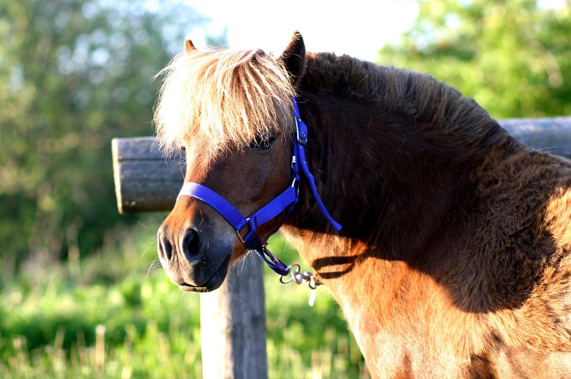 Shetlænder Team Memories Markus <3 - Side by side or miles apart - you are always close to my heart billede 9