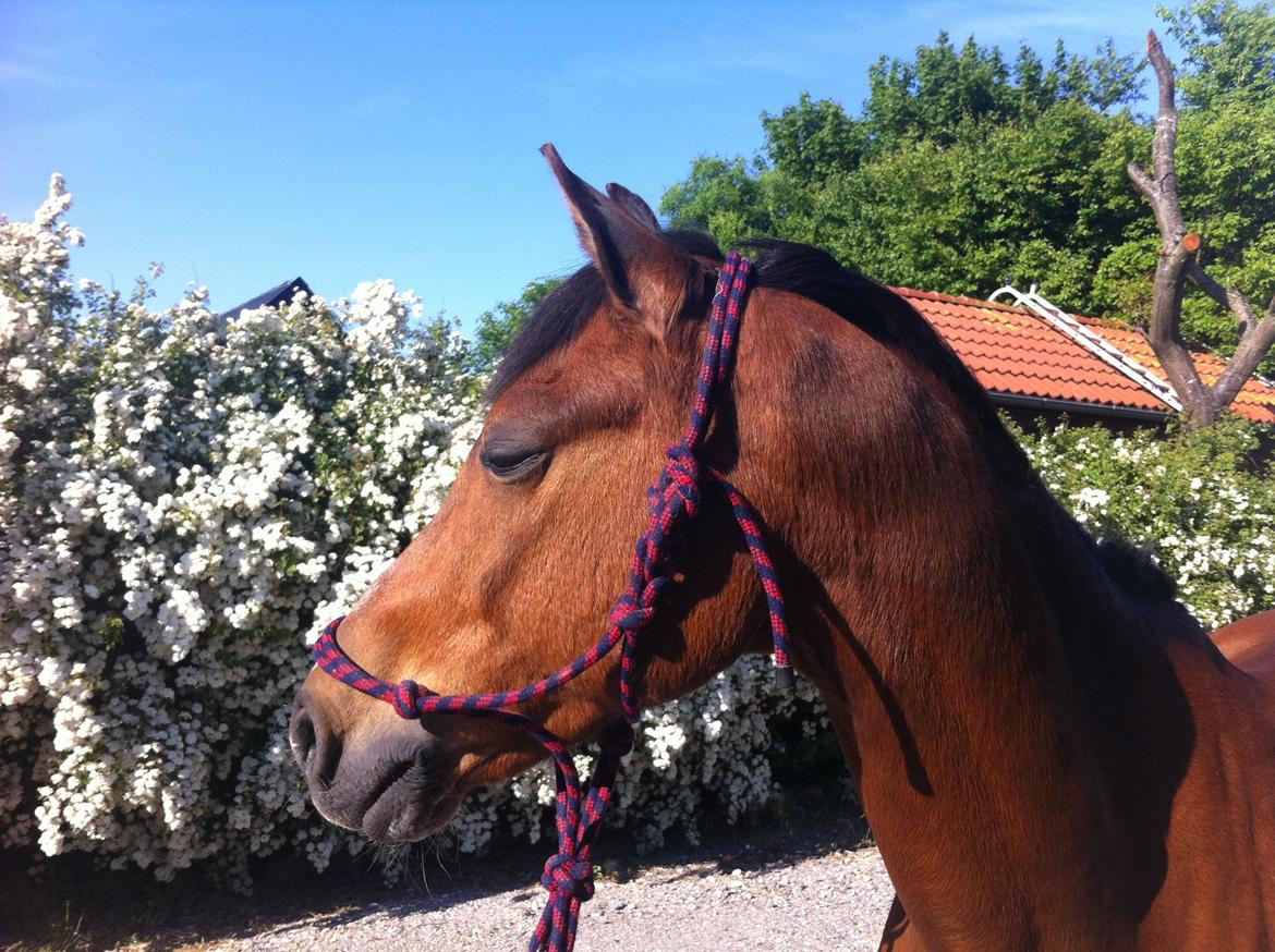 Welsh Pony (sec B) Victoria Madly <3 (A pony) - gå tur i byen <3  billede 27