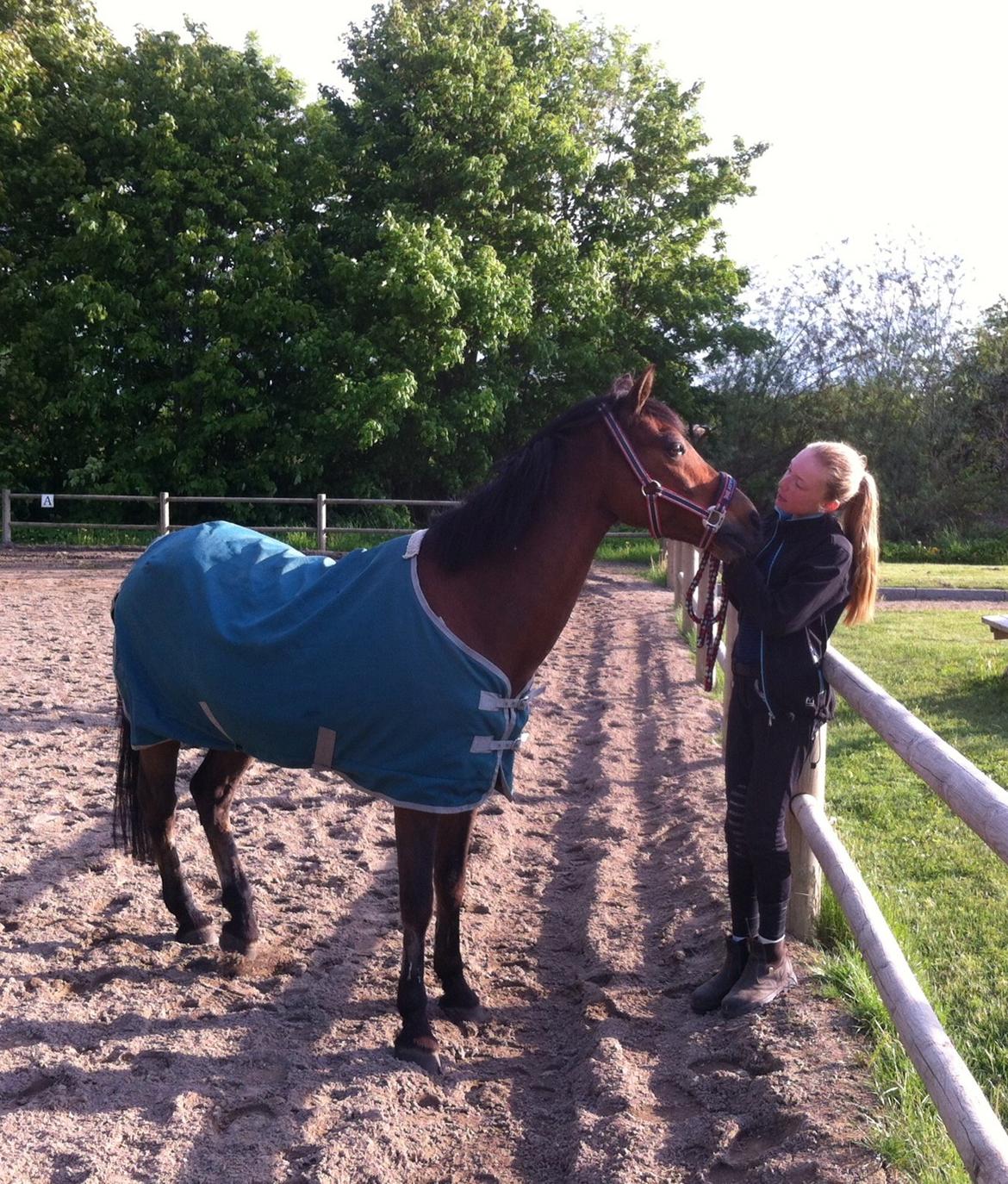 Welsh Pony (sec B) Victoria Madly <3 (A pony) - lige da han var kommet hjem! <3 billede 28