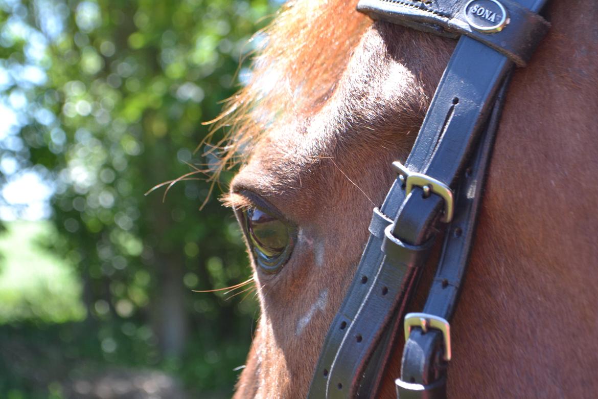 Traver Elegant Stendal.  Elefanten! - Andreassen Photo. billede 3