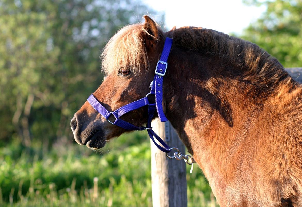 Shetlænder Team Memories Markus <3 - Se mod drømmene, ikk kig tilbage <3 billede 11