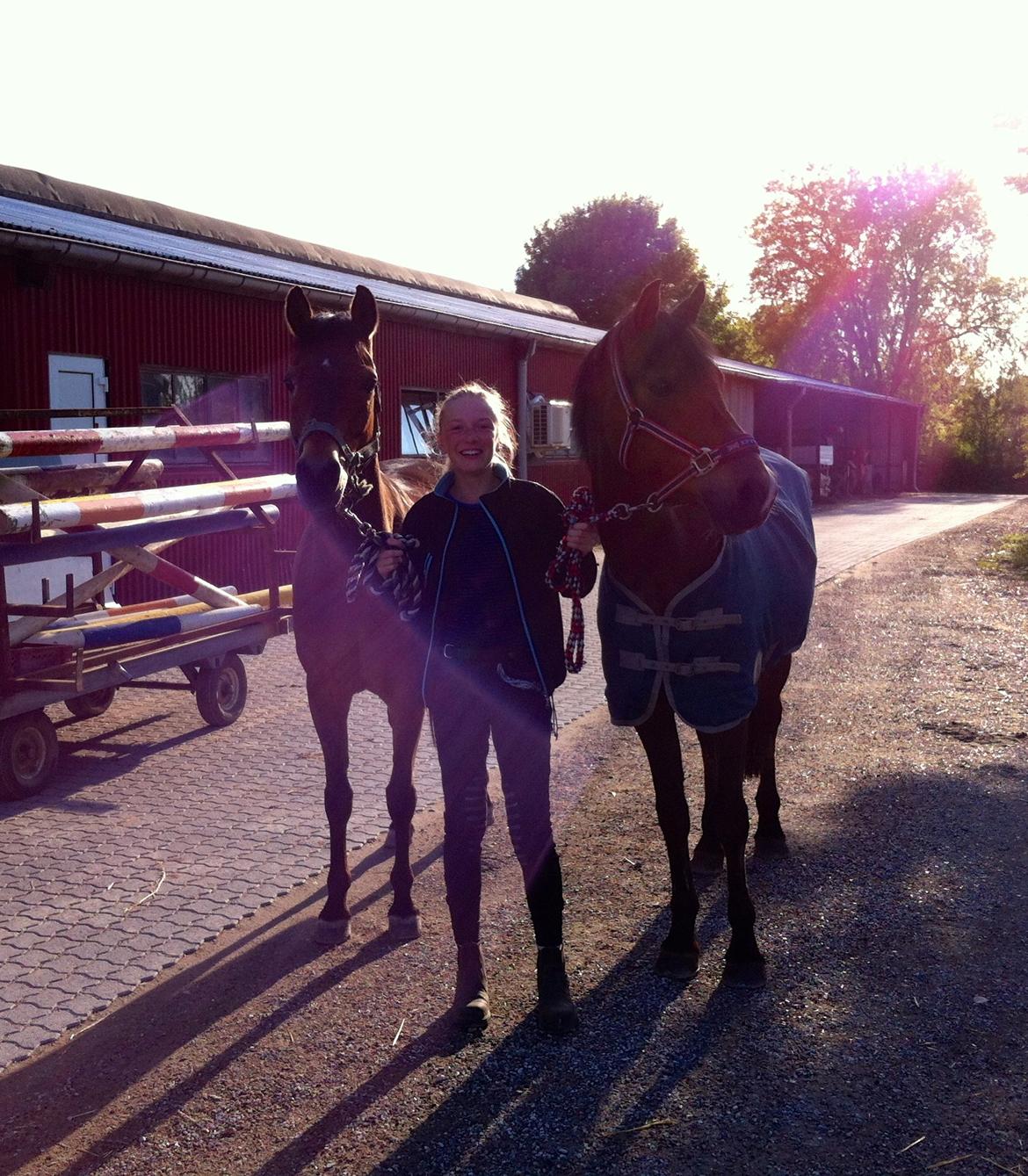 Welsh Pony (sec B) Victoria Madly <3 (A pony) - møder miller <3 billede 29