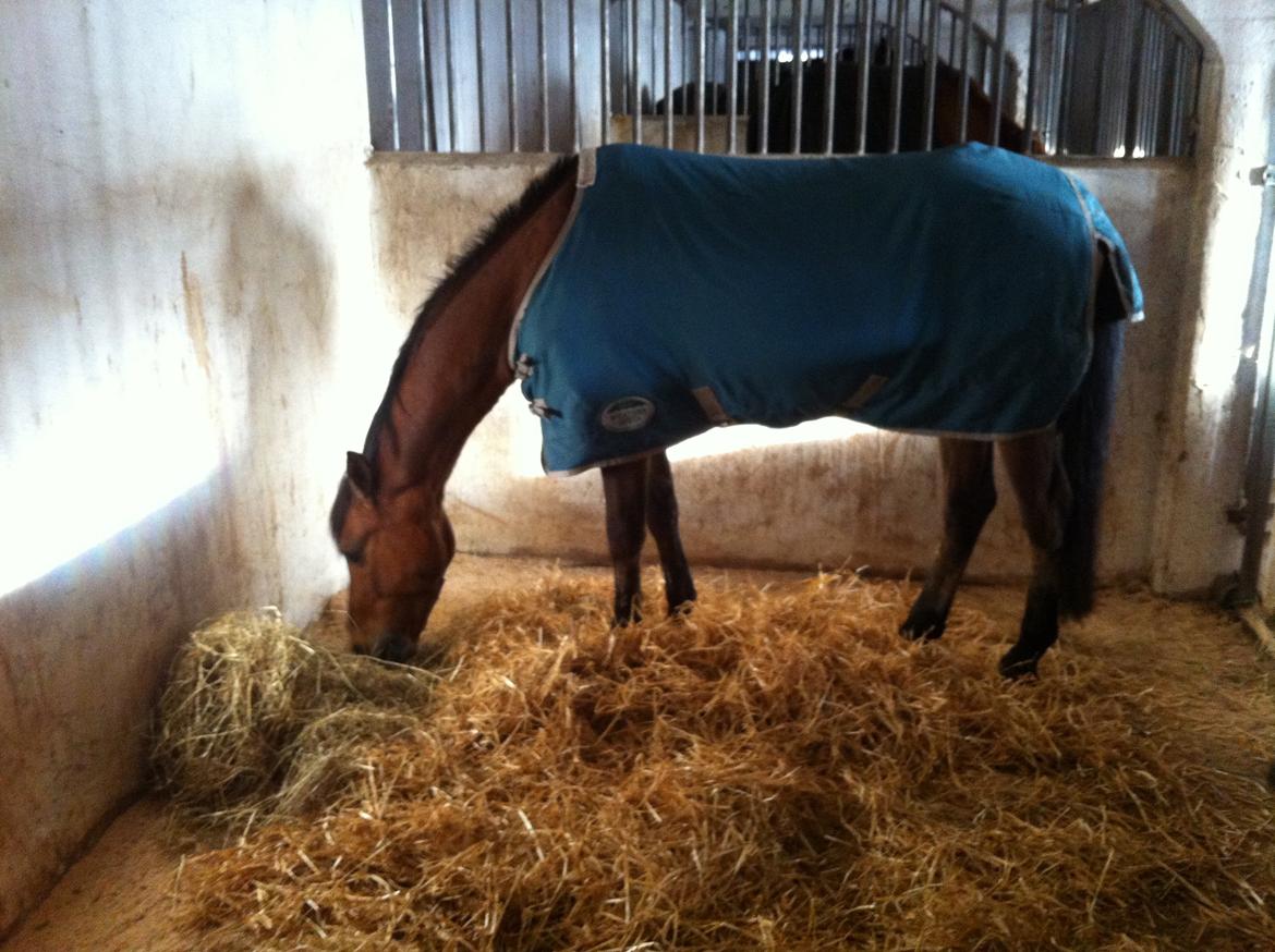 Welsh Pony (sec B) Victoria Madly <3 (A pony) - første dag vi havde ham <3 billede 30