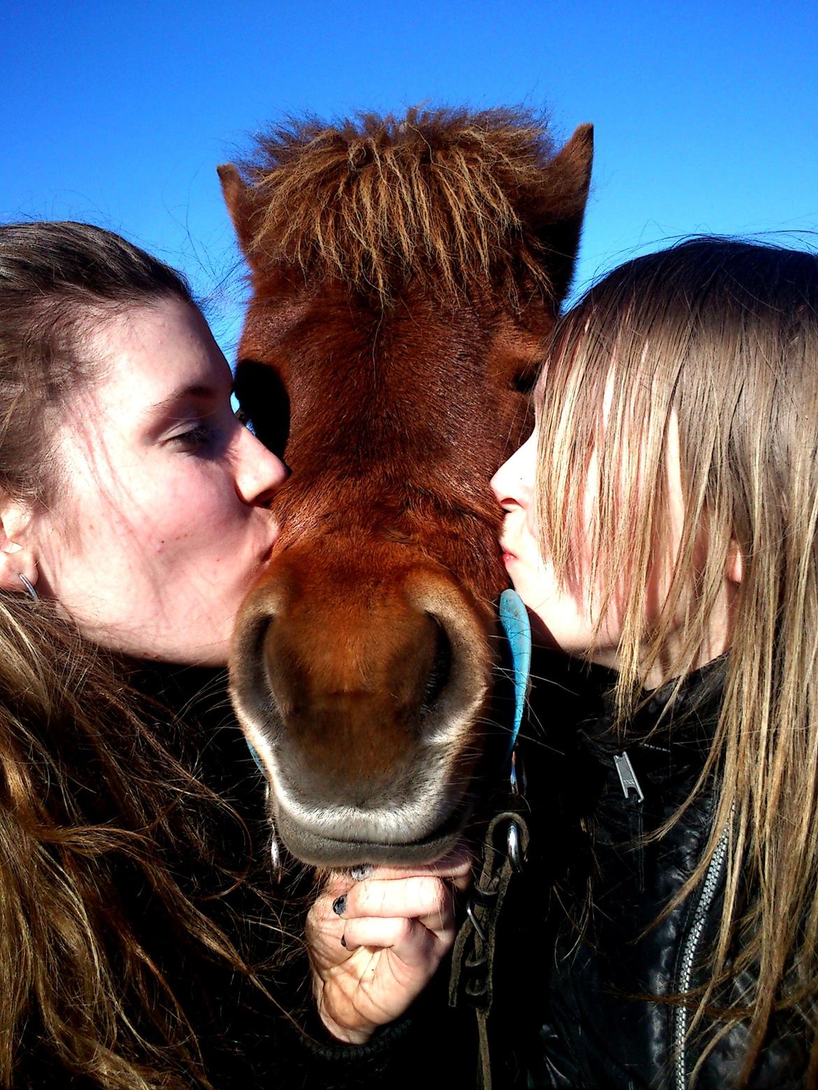 Shetlænder Team Memories Markus <3 billede 6