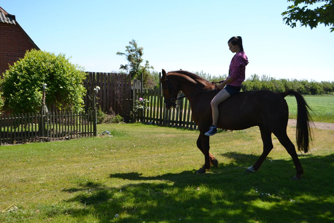 Traver Elegant Stendal.  Elefanten! - 'Rid ham med benene' hvilket man jo så self gør !<3

Andreassen Photo. billede 16