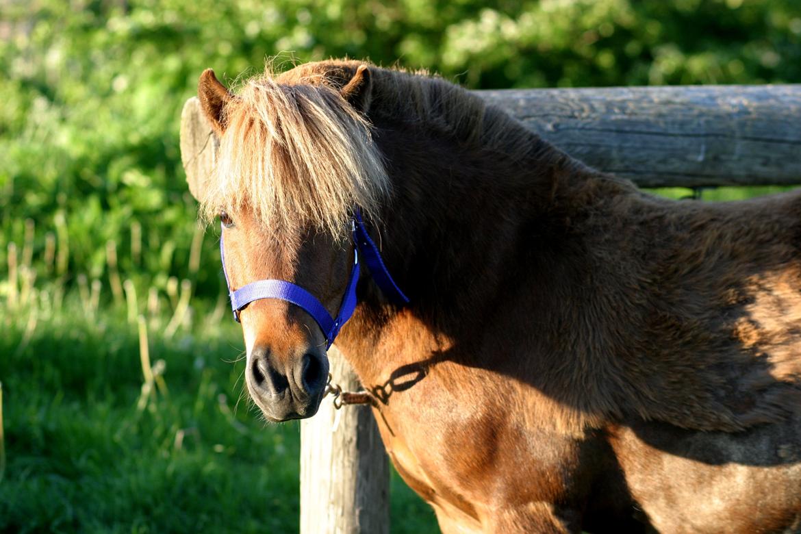 Shetlænder Team Memories Markus <3 billede 20