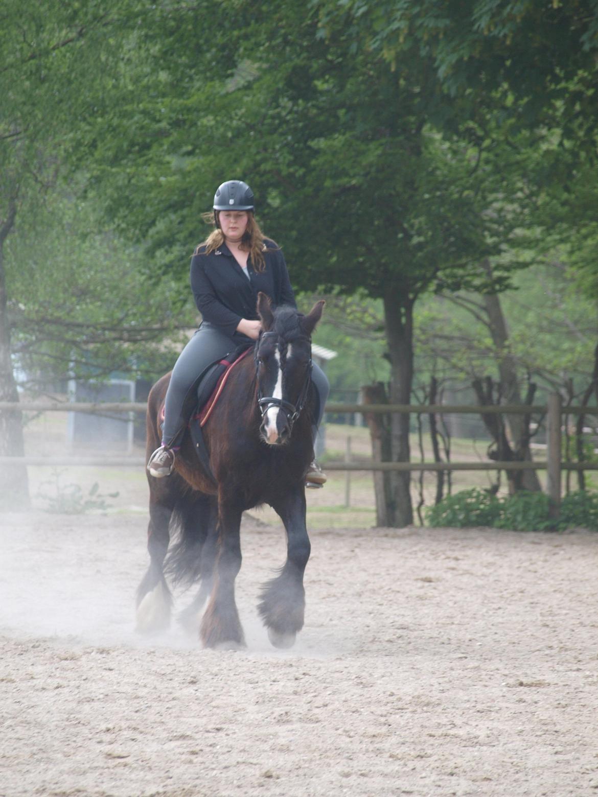 Norsk Døle Harald billede 7