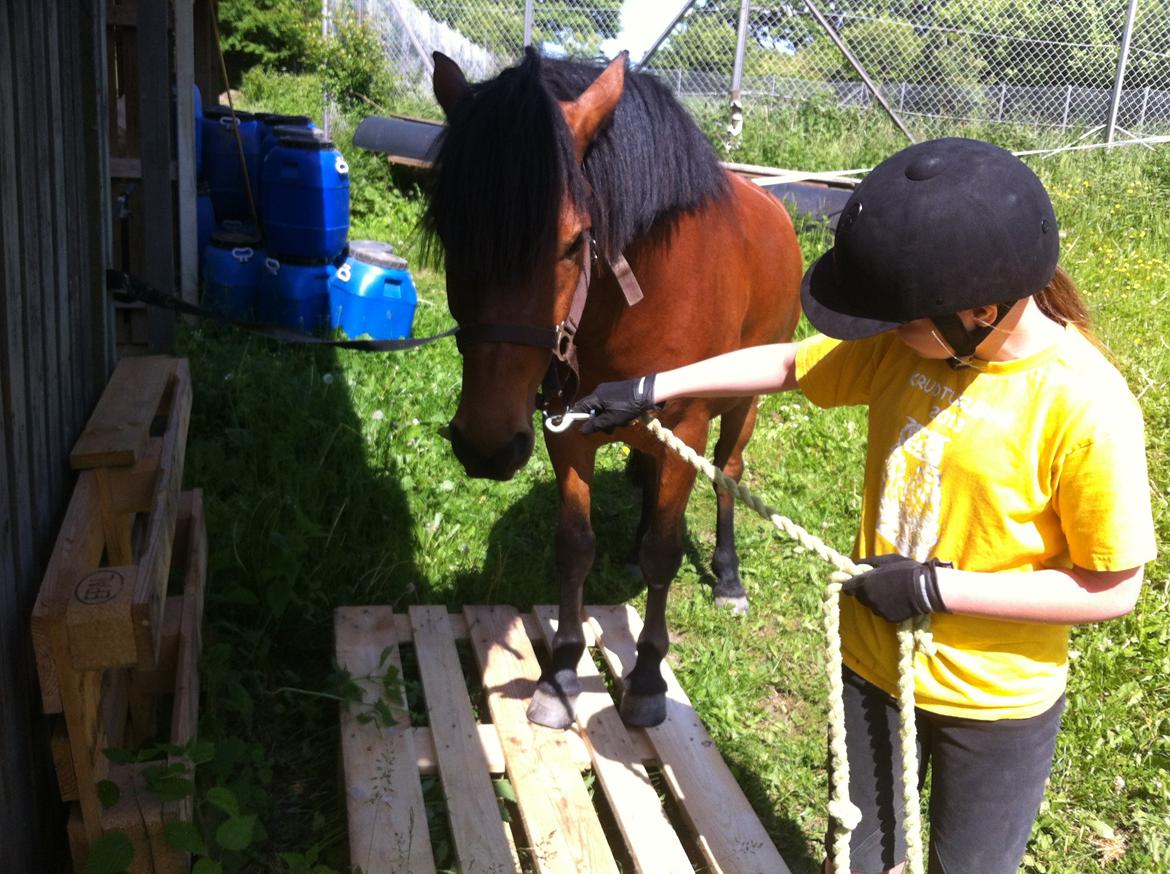 Anden særlig race Romze - han er så dygtig billede 4