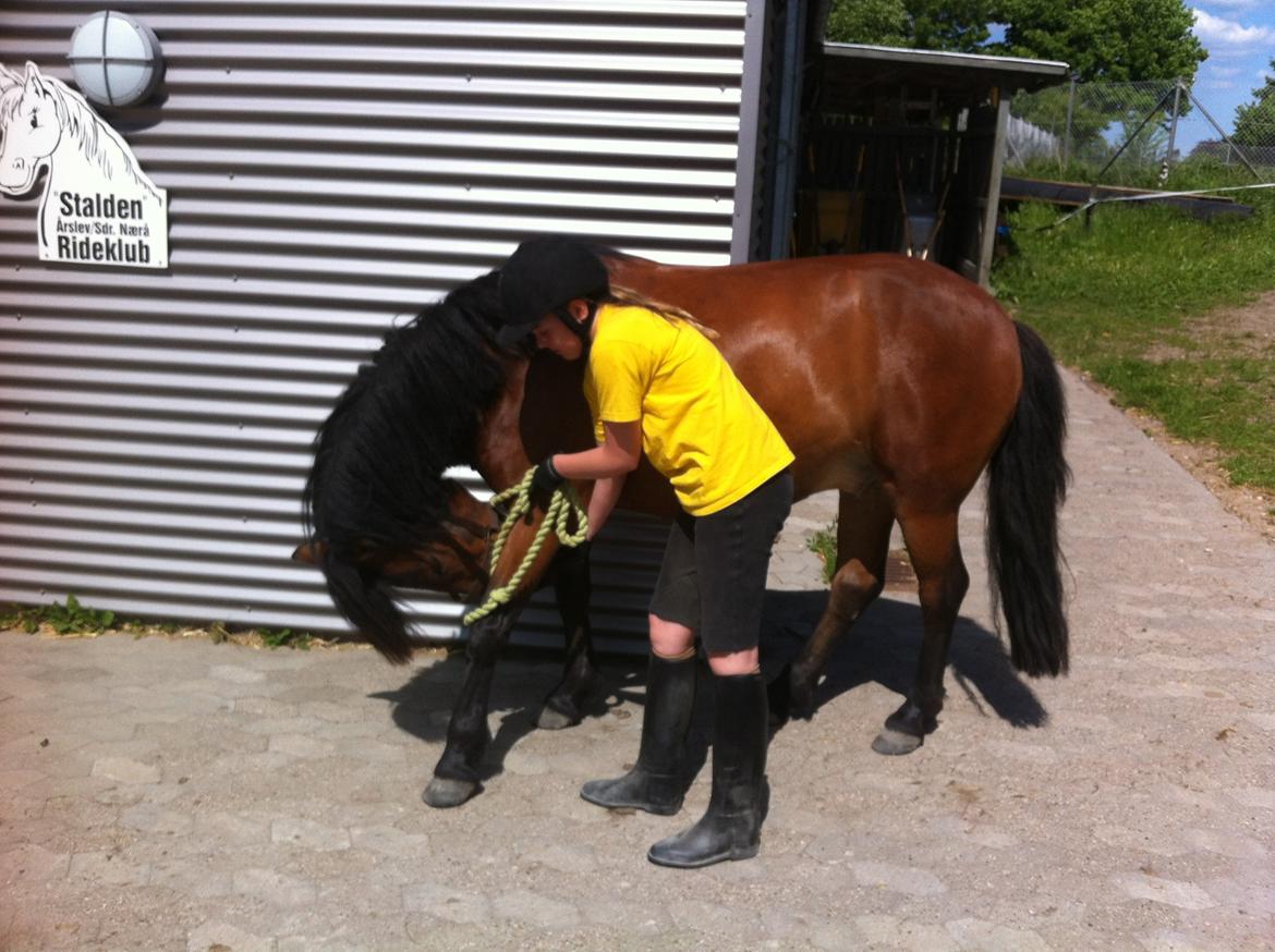 Anden særlig race Romze - dygtig ponze billede 5