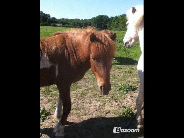 Islænder Osk billede 15