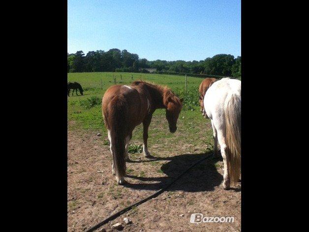 Islænder Osk billede 16